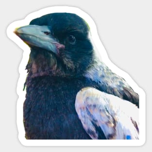 Bub! Rescued Australian Juvenile Magpie. Sticker